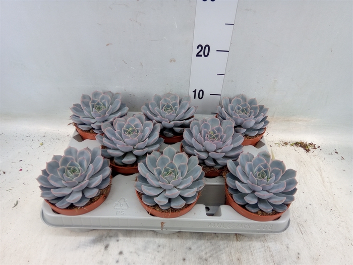 <h4>Echeveria  'Orion'</h4>