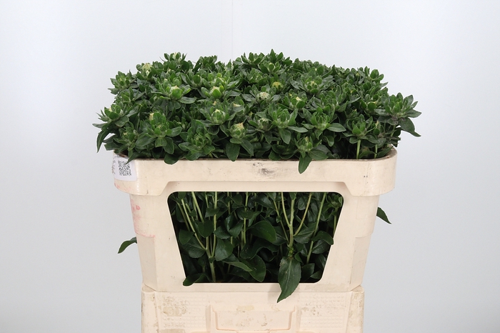 <h4>Carthamus Zanzibar</h4>