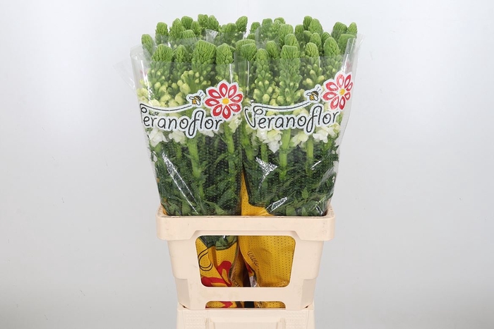 <h4>Antirrhinum Po White</h4>