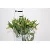 ALSTROEMERIA REBECCA 080 CM