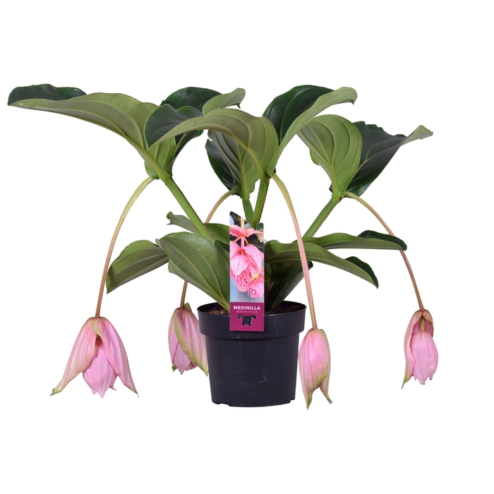 <h4>Medinilla Magnifica 4 Buds</h4>