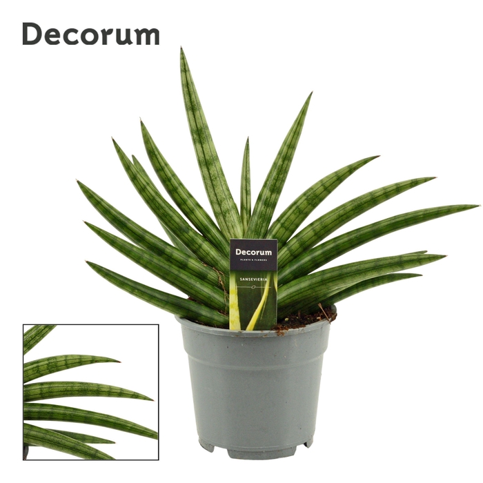 <h4>Sansevieria Royal Fan 17 cm (Decorum)</h4>