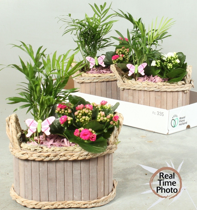 <h4>ARR KAMERPL</h4>