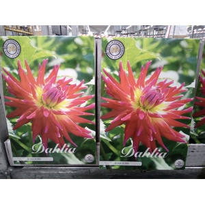 Dahlia   ...flowerbulbs