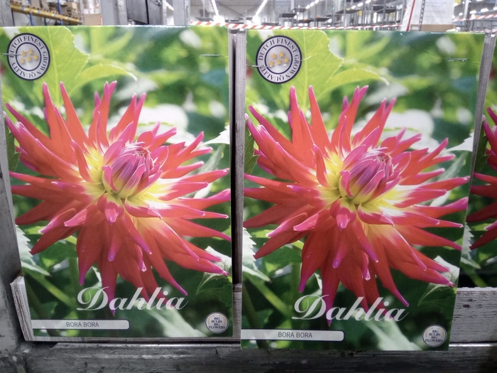 <h4>Dahlia   ...flowerbulbs</h4>