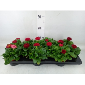 Bellis perennis 'Roggli Red'