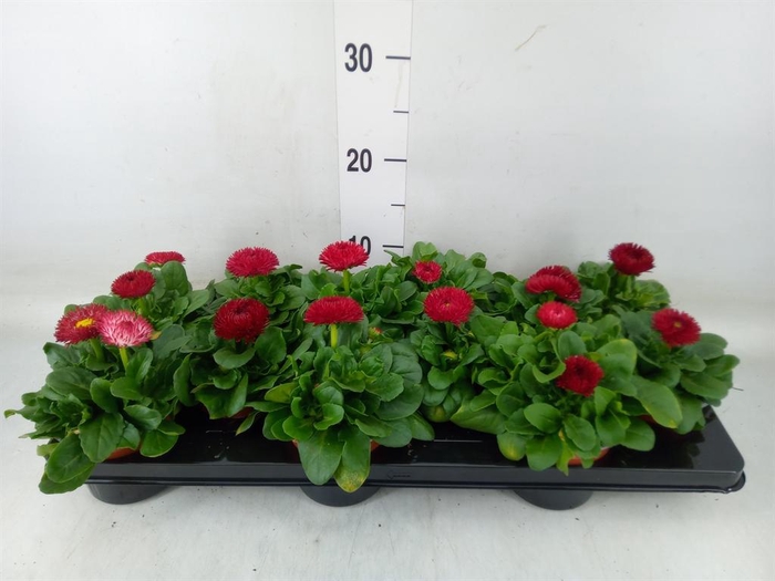 <h4>Bellis perennis 'Roggli Red'</h4>