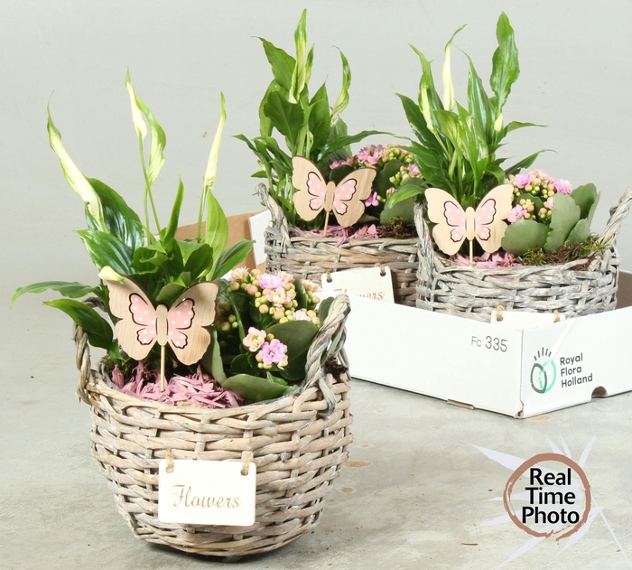 <h4>ARR KAMERPL</h4>