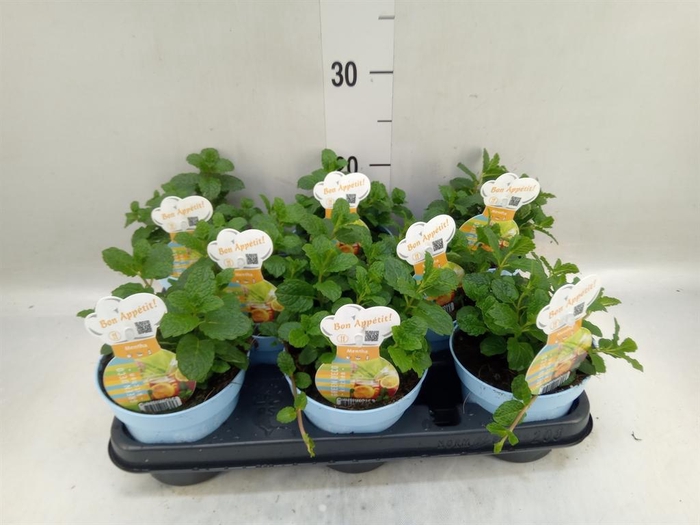 <h4>Mentha spicata</h4>