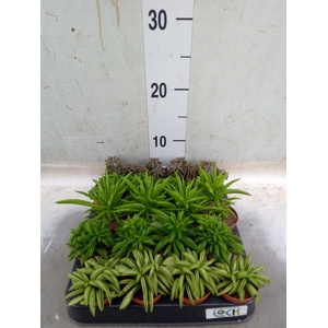Succulents   ...mix 5