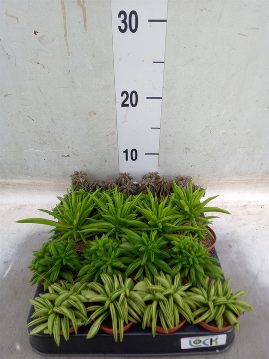 <h4>Succulents   ...mix 5</h4>