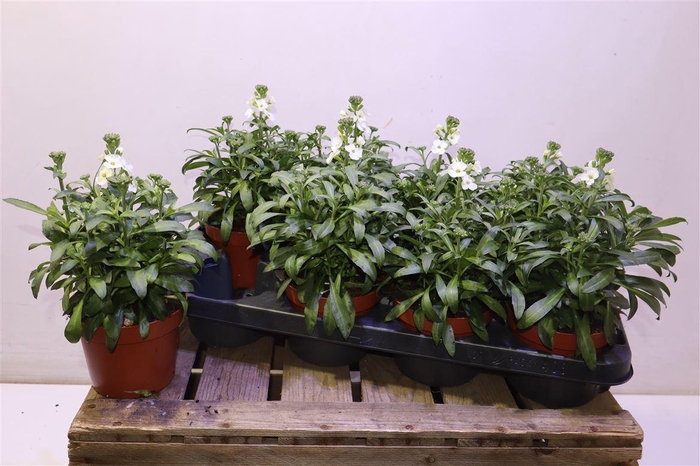 <h4>Erys Ley White</h4>