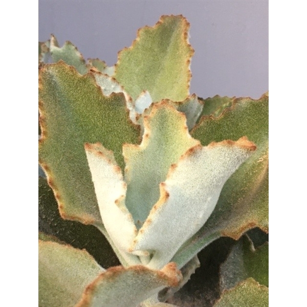 <h4>Kalanchoe Beharensis 17 cm</h4>