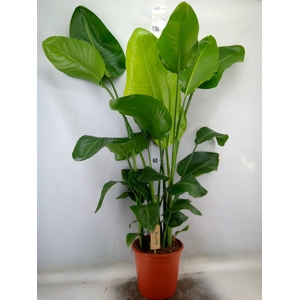 Strelitzia nicolai