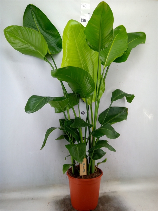 <h4>Strelitzia nicolai</h4>