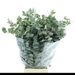 EUC CINEREA PER BOS