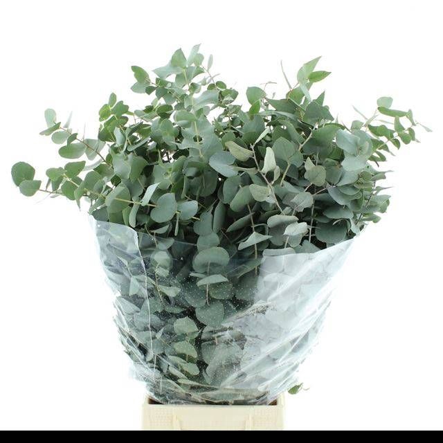 <h4>EUC CINEREA PER BOS</h4>