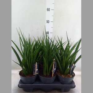 Sansevieria kirkii 'Friends'