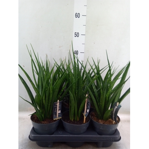 Sansevieria kirkii 'Friends'
