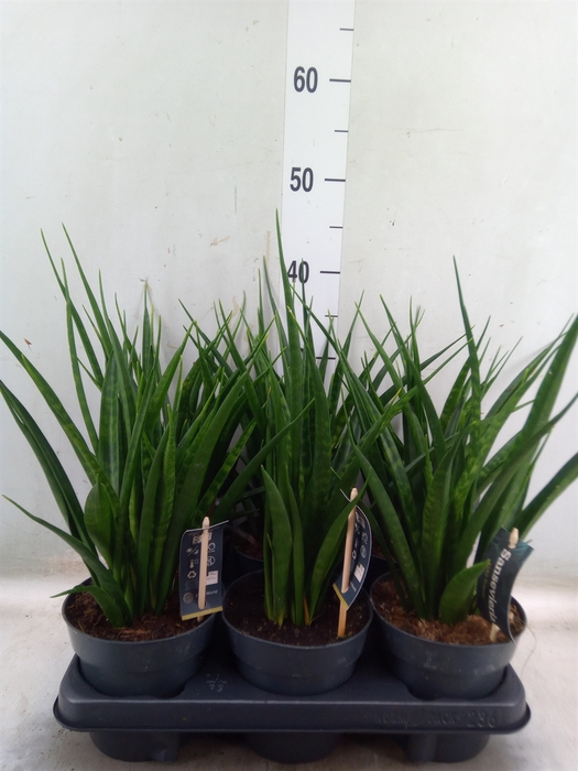 <h4>Sansevieria kirkii 'Friends'</h4>