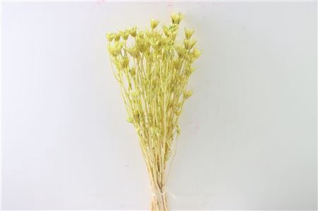 <h4>Dried Nigella Orientalis Bl Mint Green Bunch</h4>