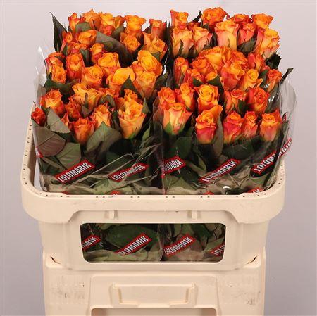 <h4>R Gr Marie-claire!</h4>