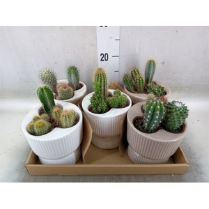 Cactus   ...
