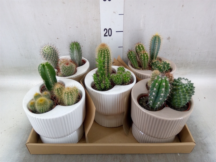<h4>Cactus   ...</h4>