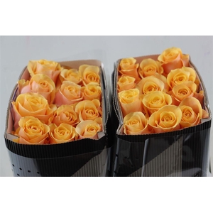 R Gr Peach Love