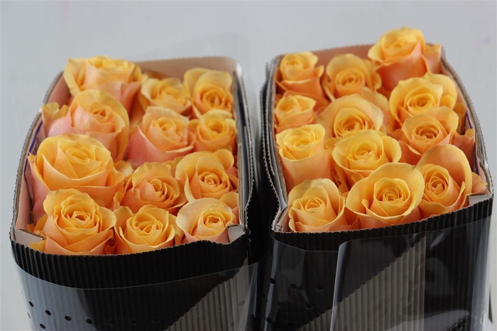 <h4>R Gr Peach Love</h4>