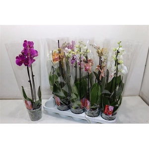 Phal Gem