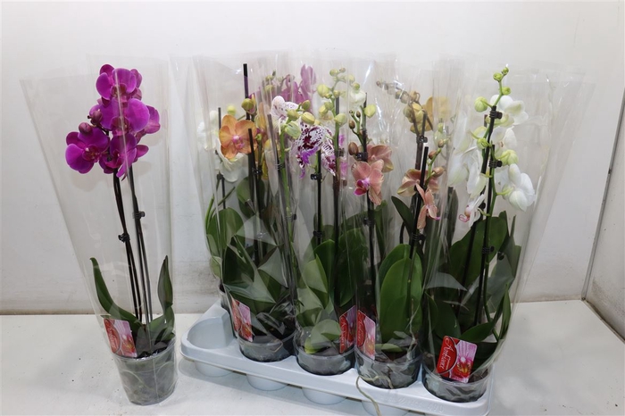 <h4>Phal Gem</h4>