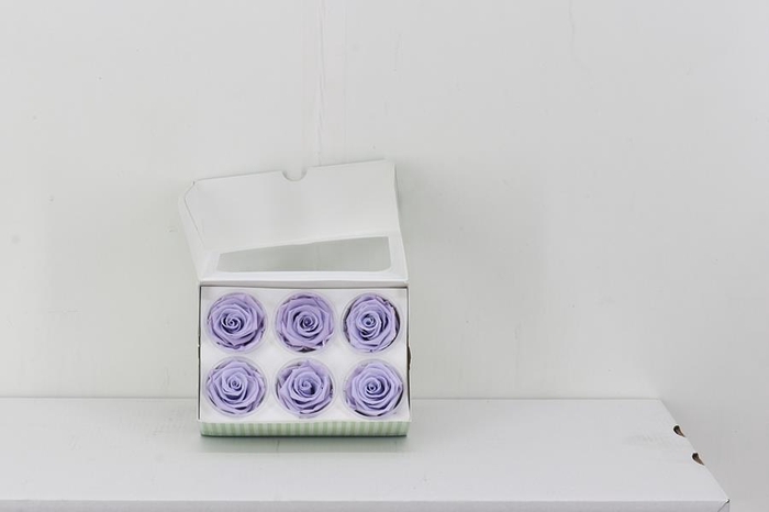 Rosa Preserved Lavendel