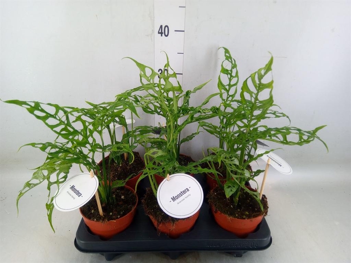 <h4>Monstera ...</h4>