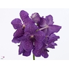 VANDA S VIOLET BLUE