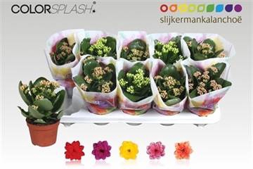 <h4>KALAN CALAN MIX COLORSPLASH</h4>