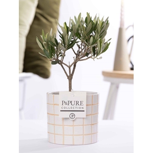 Olea Europaea in P&PURE Tirza ceramics