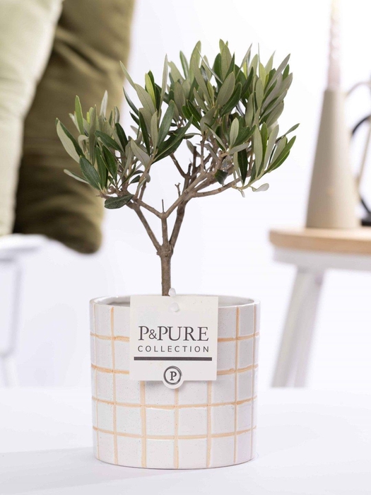 <h4>Olea Europaea in P&PURE Tirza ceramics</h4>