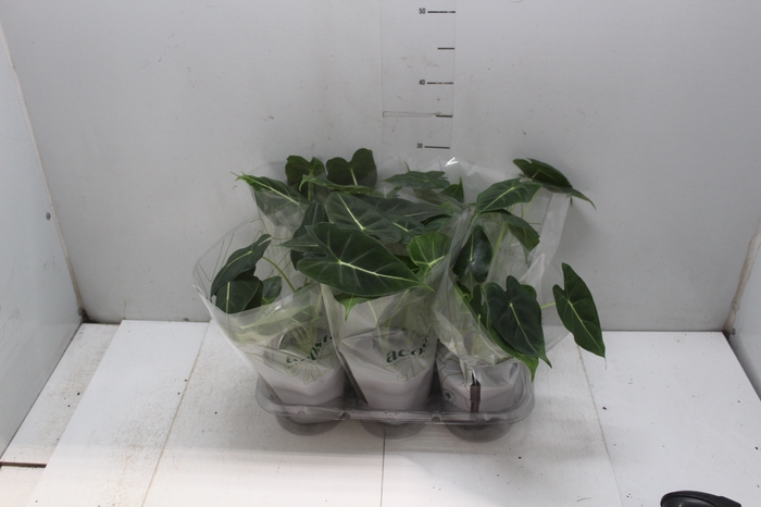 <h4>ALOCASIA FRYDEK P12</h4>