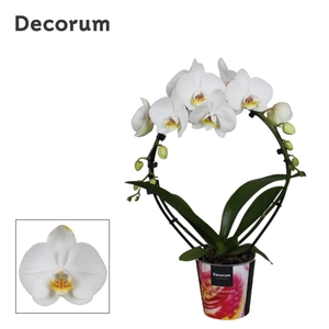 Phalaenopsis 2 tak, Decorum Spiegelboog Wit