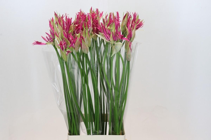 Nerine Alexandra