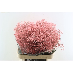 Gyps Grof Pink (dip)