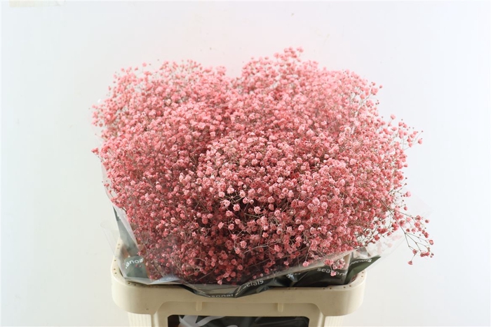 <h4>Gyps Grof Pink (dip)</h4>