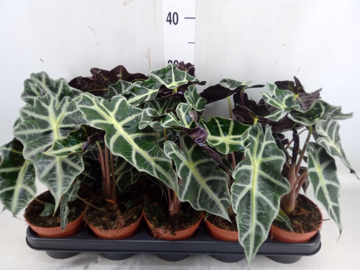 <h4>Alocasia amazonica 'Polly'</h4>