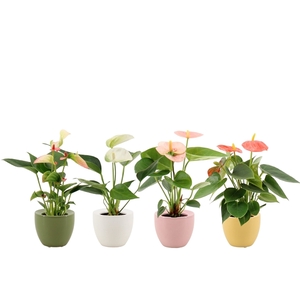 Anthurium Pearl 4 color mix in Ufo ceramics