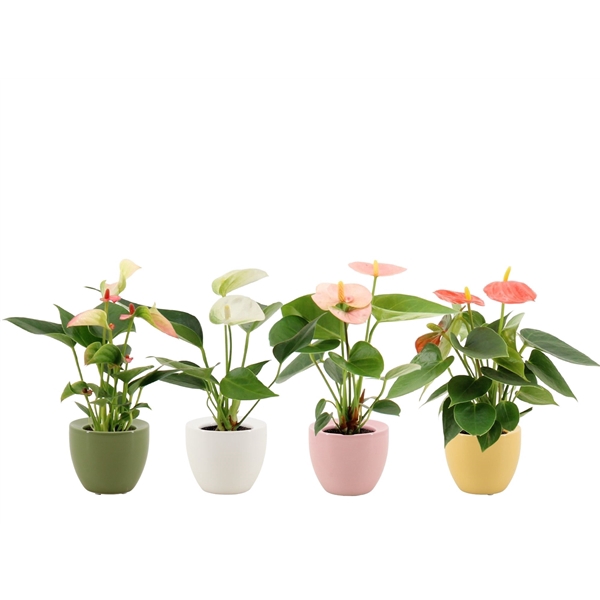 <h4>Anthurium Pearl 4 color mix in Ufo ceramics</h4>