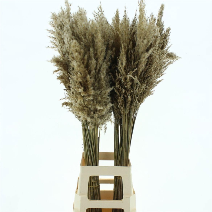 <h4>DROOGBL ONBEWERKT</h4>