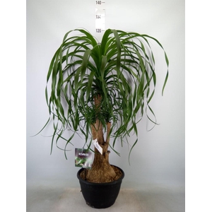 Beaucarnea recurvata