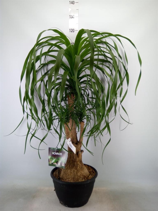 <h4>Beaucarnea recurvata</h4>