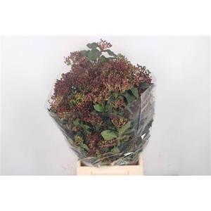 Viburnum Berry Red Per Bunch